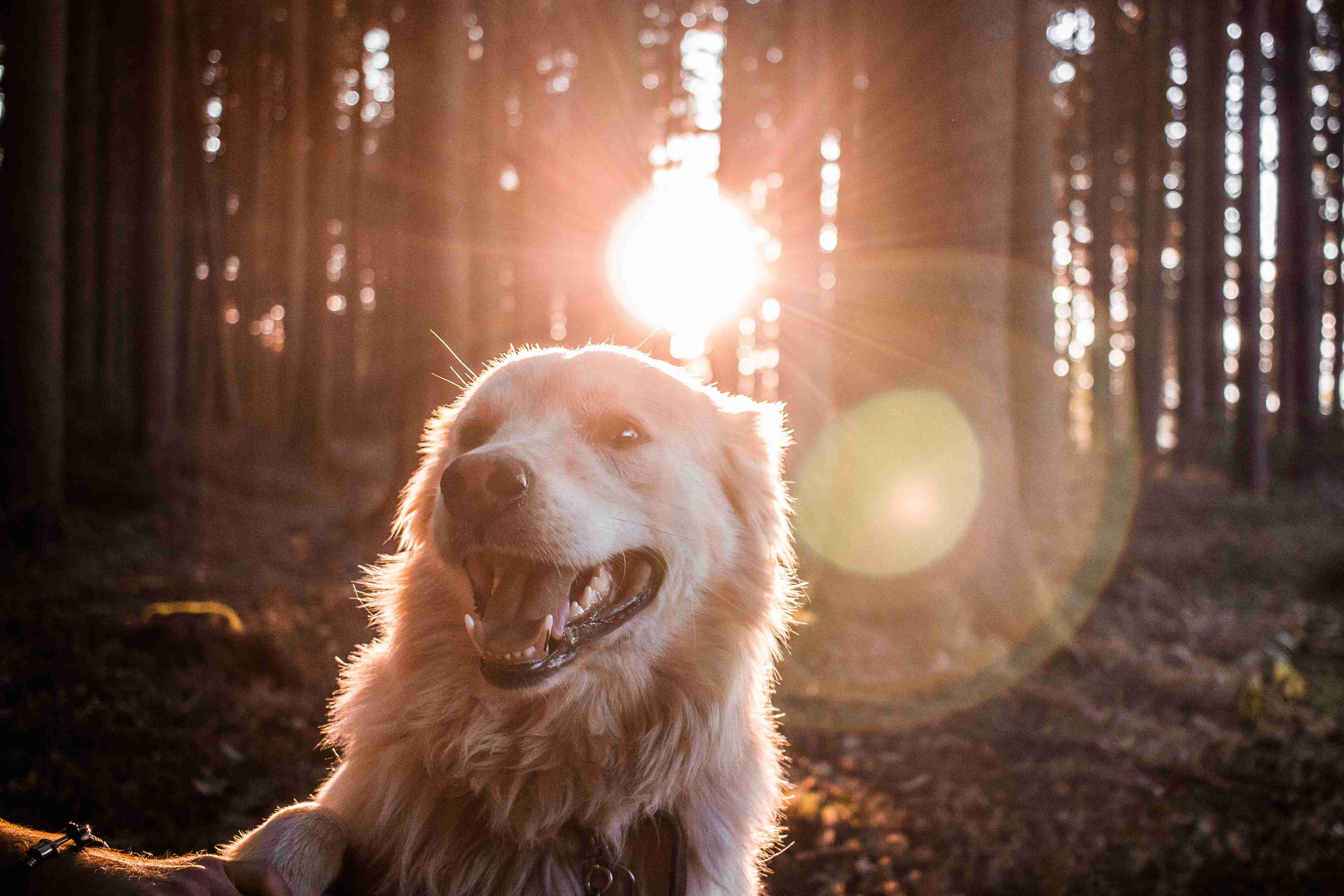 Golden Retriever Anxiety: Expert Tips for Managing Fear During Family Gatherings